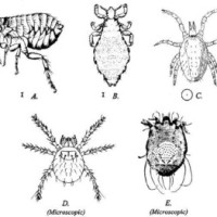 The Louse and the Flea